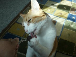 Nikita licks the yogurt spoon