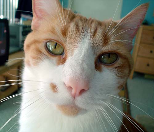Nikita in my lap