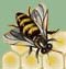 honey bee graphic