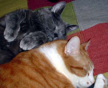 Sleeping kitties