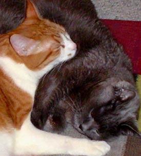 Nik and Syl asleep
