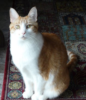 Nikita's portrait