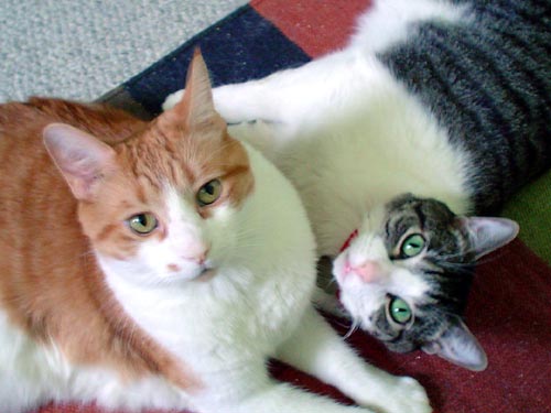 Nikita and Rocky - cats