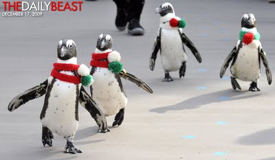 Cape Penguins in scarves