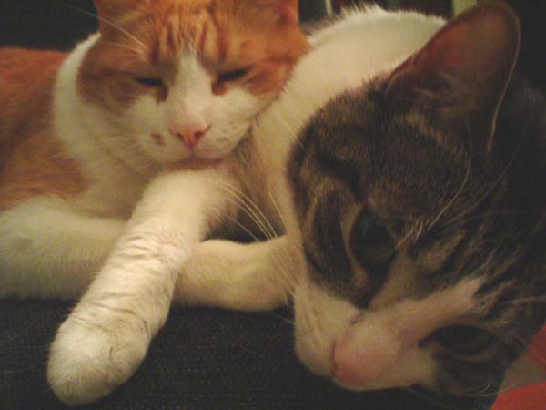 Nikita and Rocky