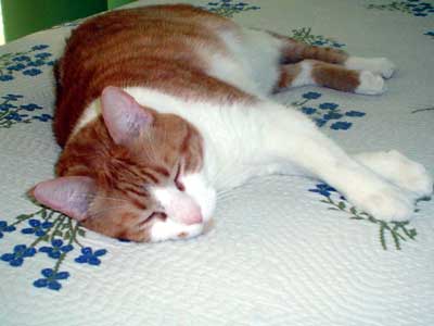 Nikita in repose