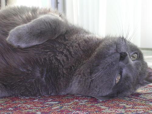 Madame Sylvia in May