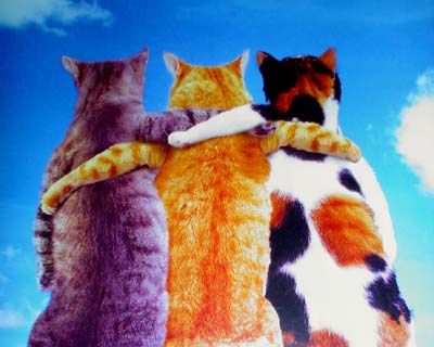 3 kitty card