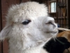 White Alpaca