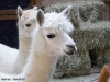 alpaca-4