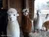 alpaca-trio